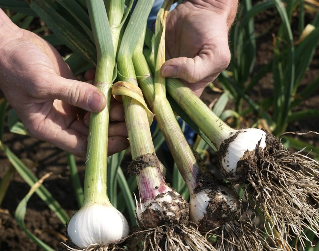 TruGarlic 2