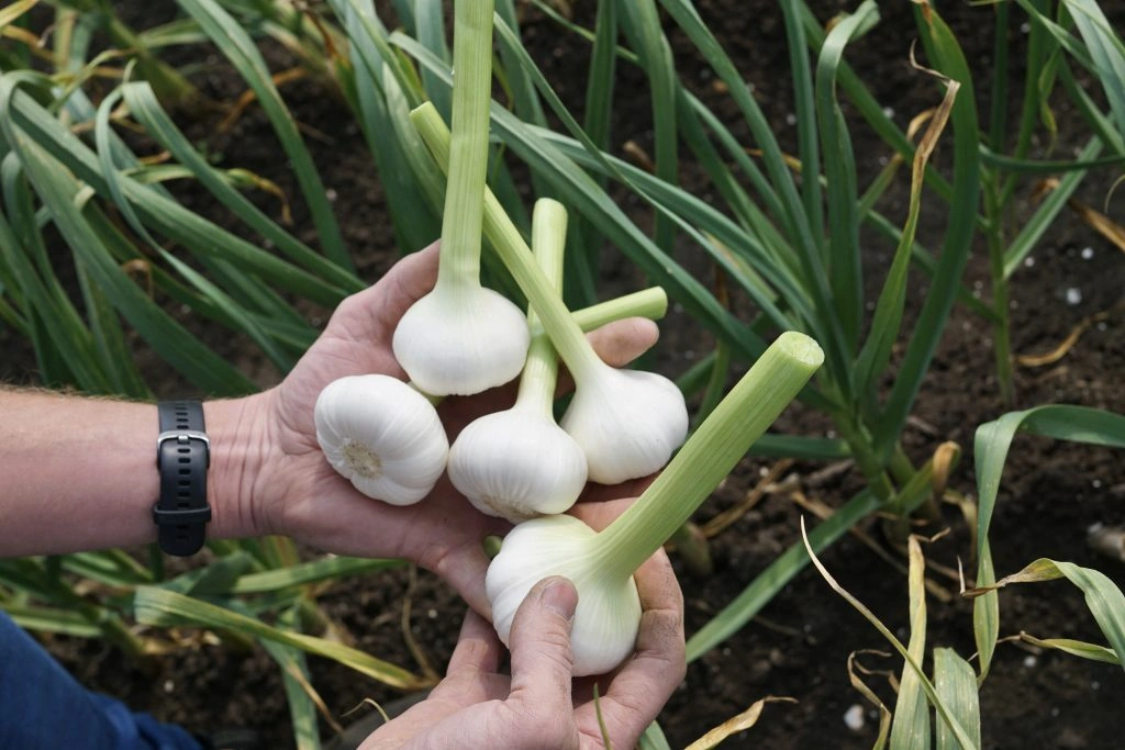 TruGarlic 4