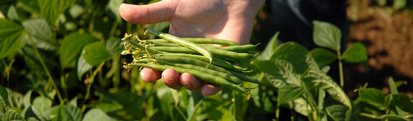 Haricot Verts Green Beans Www Natureandmore Com